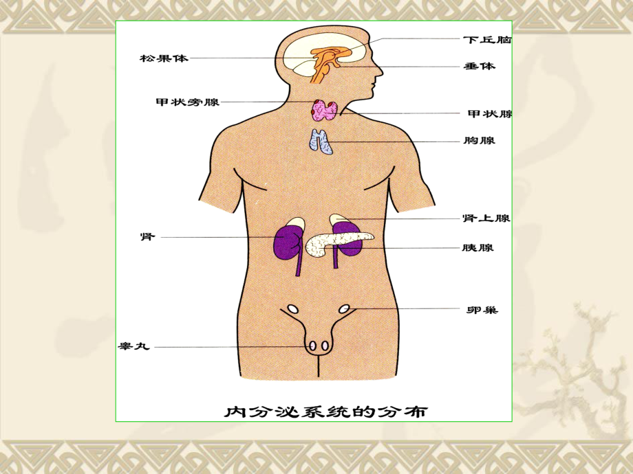 生理学第十一章-内分泌课件.ppt_第3页