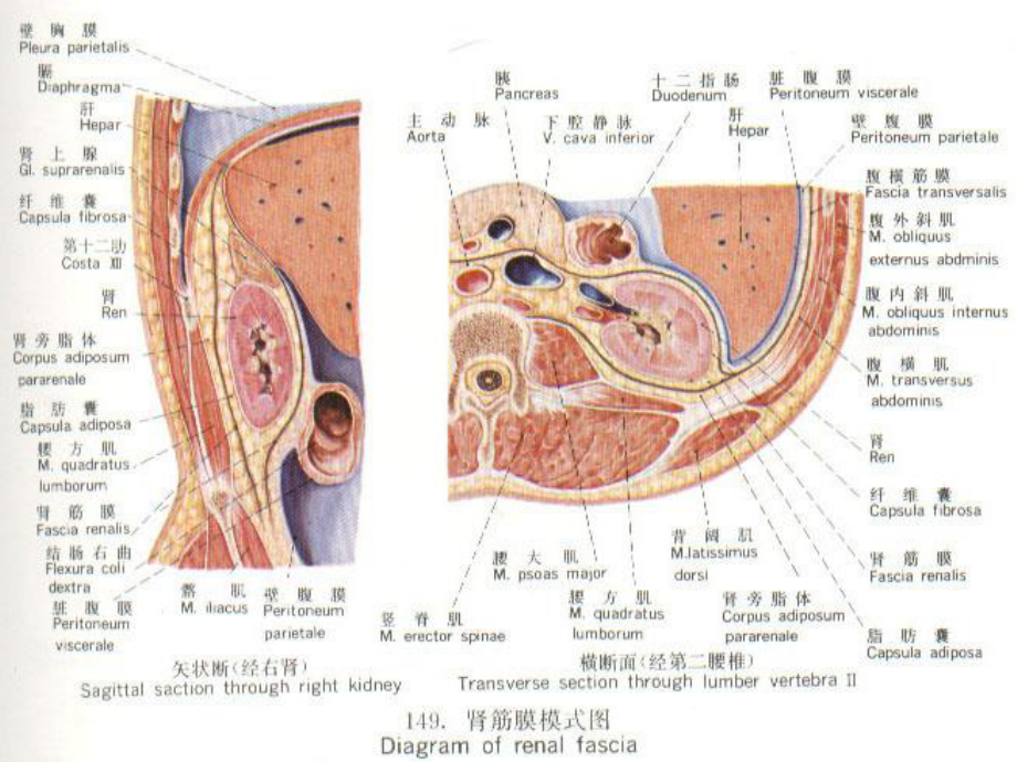 泌尿解剖与生理及常用化验课件.pptx_第2页