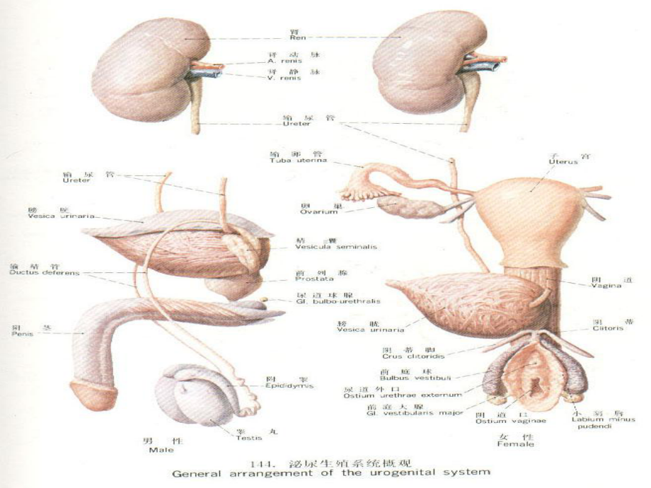 泌尿解剖与生理及常用化验课件.pptx_第3页