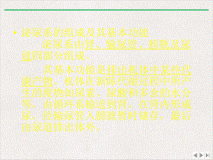 泌尿解剖与生理及常用化验课件.pptx