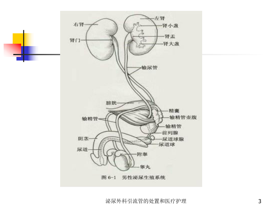 泌尿外科引流管的处置和医疗护理培训课件.ppt_第3页