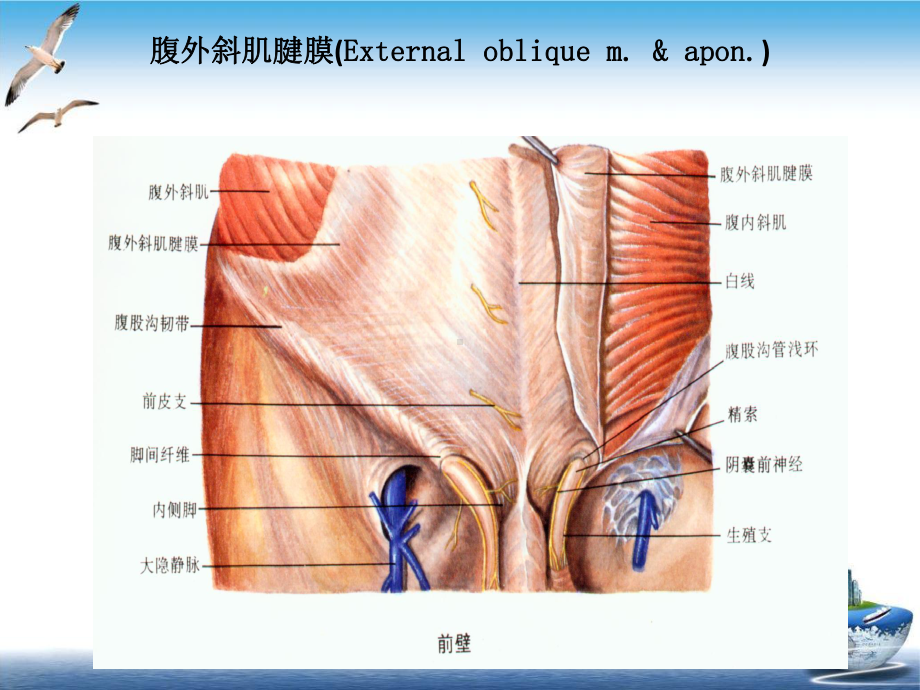 疝腹股沟疝解剖图谱培训课件.ppt_第2页