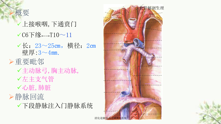 消化道解剖及正常X线表现课件.ppt_第3页