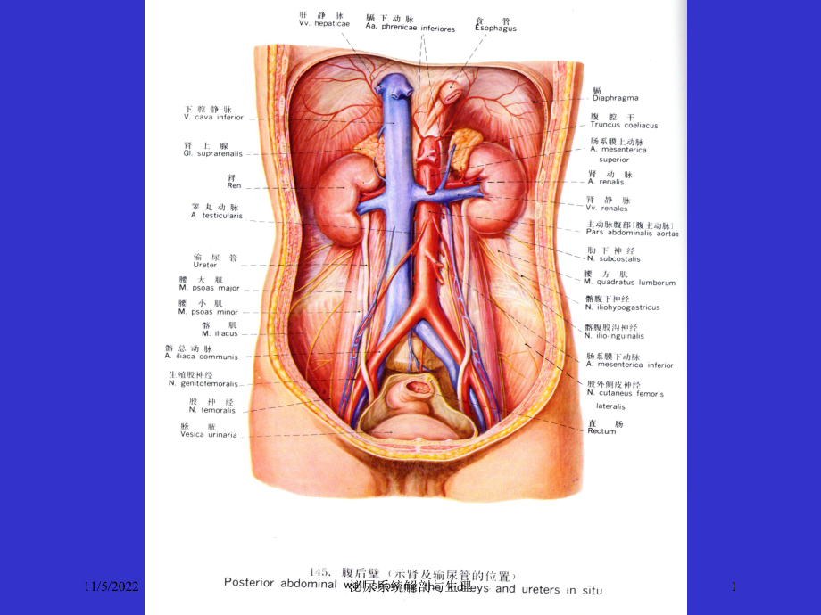 泌尿系统解剖与生理培训课件.ppt_第1页