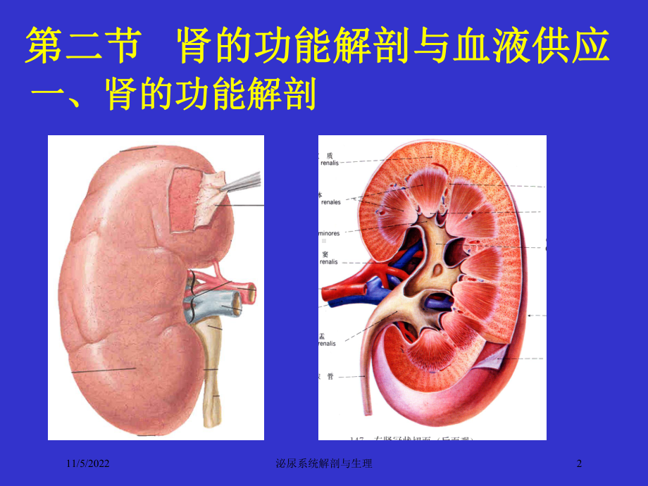 泌尿系统解剖与生理培训课件.ppt_第2页