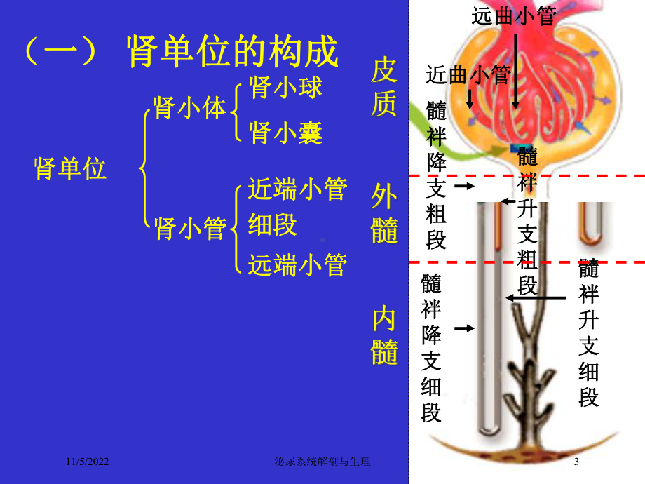 泌尿系统解剖与生理培训课件.ppt_第3页