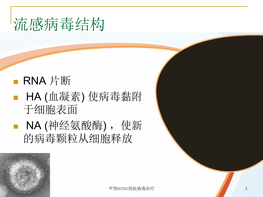 甲型H1N1的抗病毒治疗课件.ppt_第2页