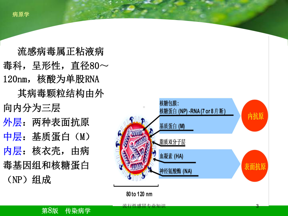 流行性感冒专业知识培训课件.ppt_第3页