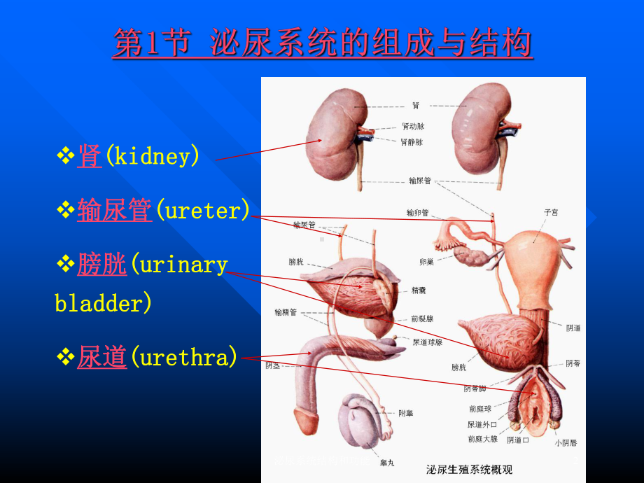 泌尿系统结构和功能培训课件.ppt_第2页