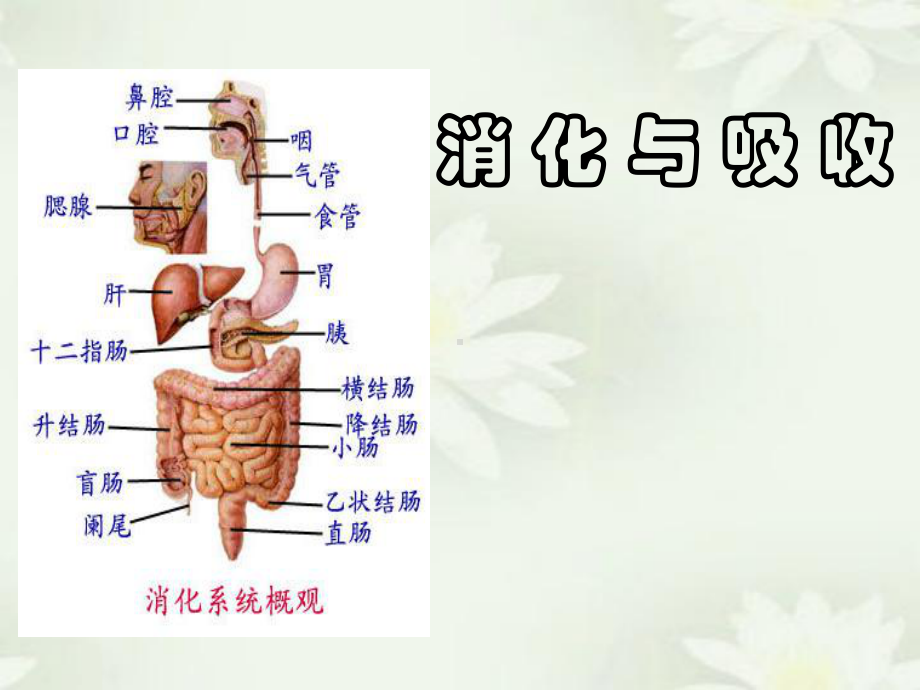 消化系统医学课件-2.ppt_第1页