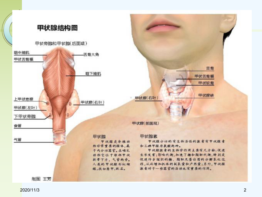 甲状腺素及抗甲状腺药课件.ppt_第2页