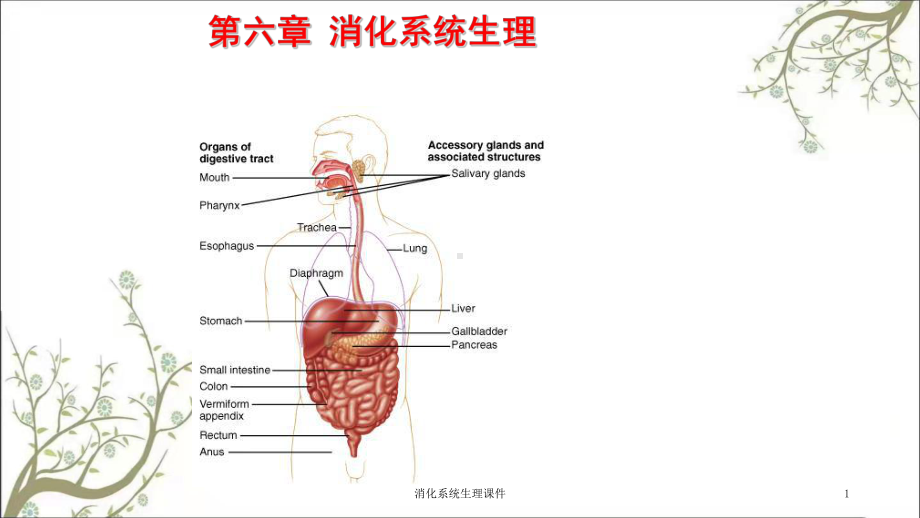 消化系统生理课件.ppt_第1页