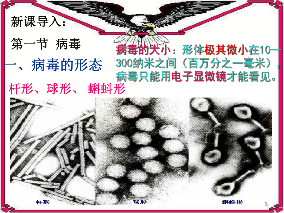 生物圈中的微生物课件.ppt_第3页