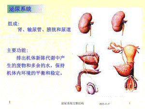 泌尿系统完整结构培训课件.ppt