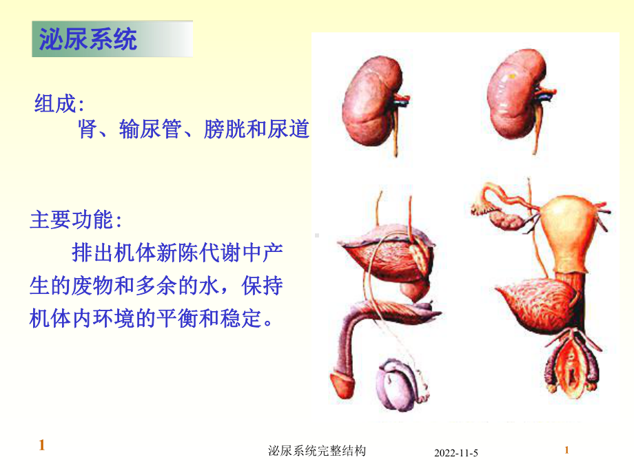 泌尿系统完整结构培训课件.ppt_第1页