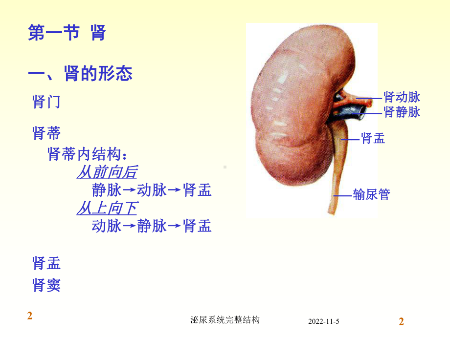 泌尿系统完整结构培训课件.ppt_第2页