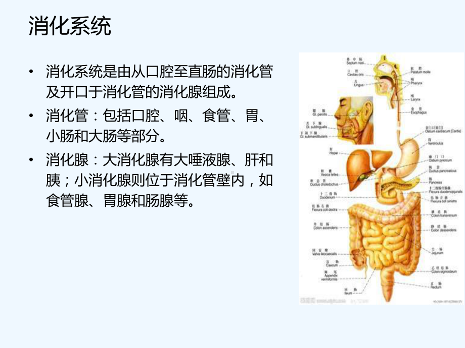 消化系统常见疾病的中药临床应用课件.ppt_第2页