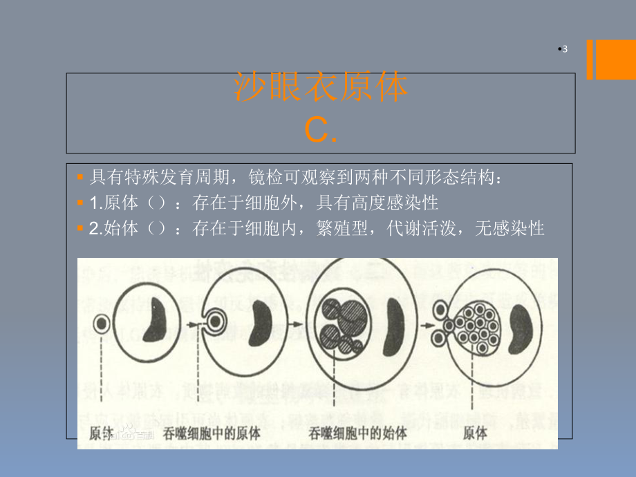 沙眼衣原体检测新进展学习课件.ppt_第3页