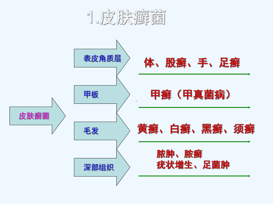 深部真菌病的研究进展1课件.ppt_第3页