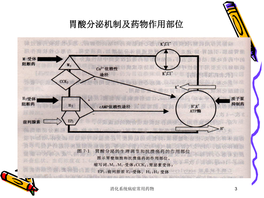 消化系统病症常用药物培训课件.ppt_第3页