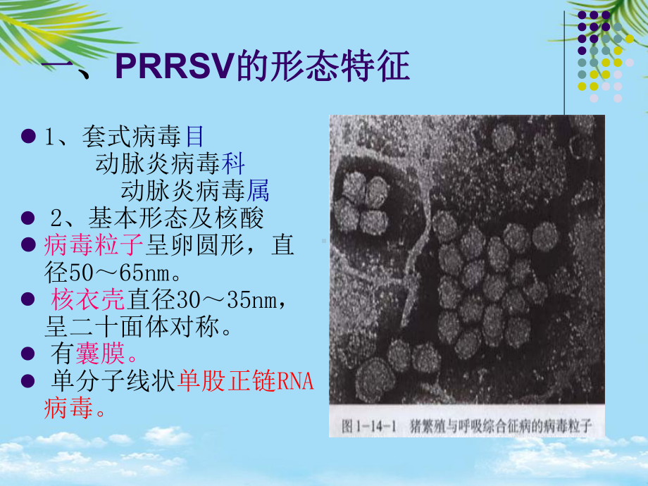 猪繁殖与呼吸综合征病毒课件.ppt_第2页