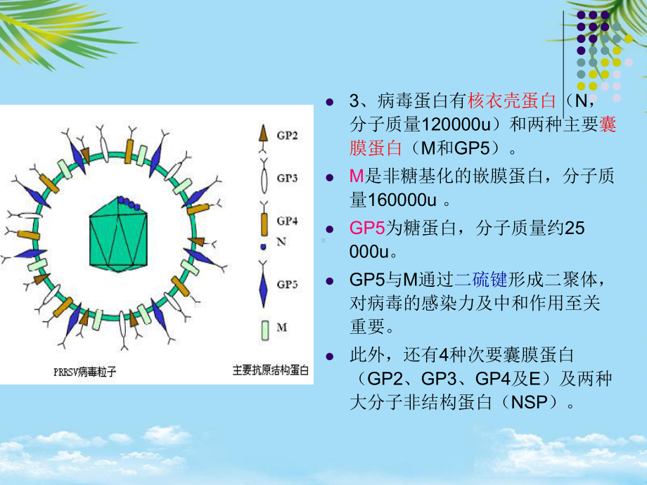 猪繁殖与呼吸综合征病毒课件.ppt_第3页