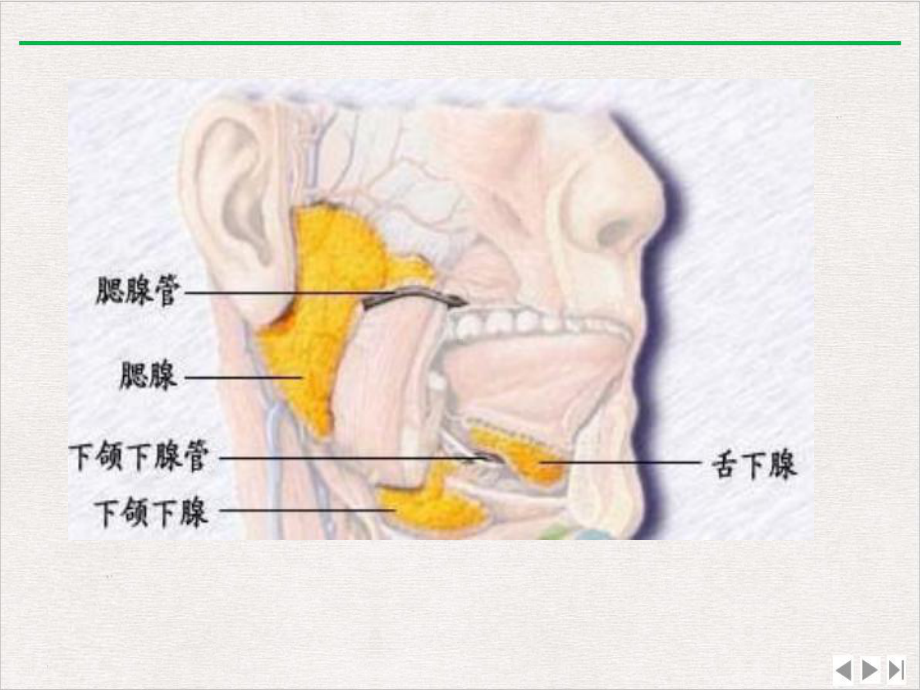 流行性腮腺炎预防知识课件-2.ppt_第2页