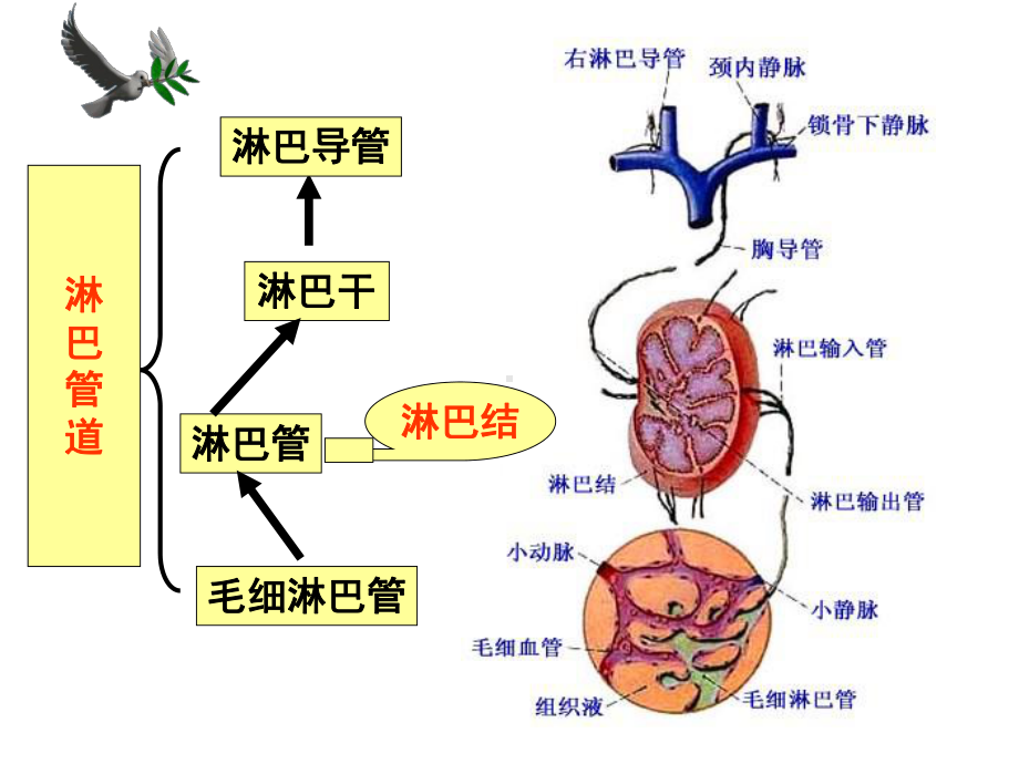 淋巴内分泌系统课件.pptx_第3页