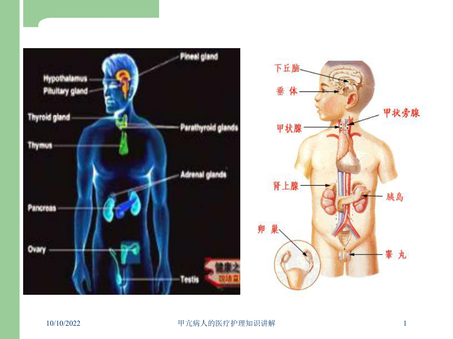 甲亢病人的医疗护理知识讲解培训课件.ppt_第1页