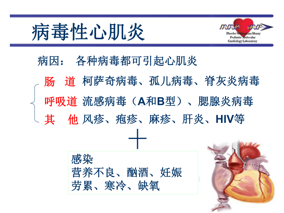 病毒性心肌炎新课件.ppt_第3页