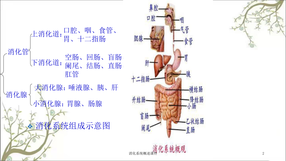 消化系统概述课件.ppt_第2页