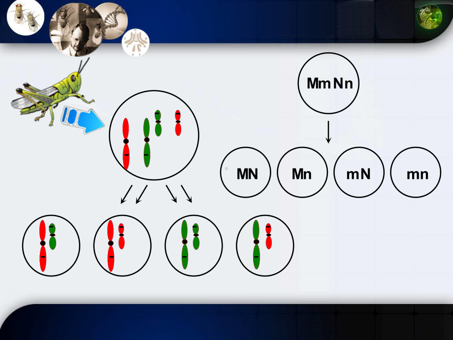 生物优质课课件-基因在染色体上.ppt_第3页