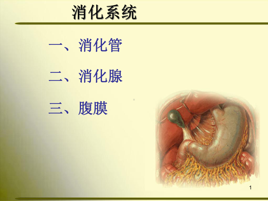 正常人体解剖学-消化系统学习课件.ppt_第1页