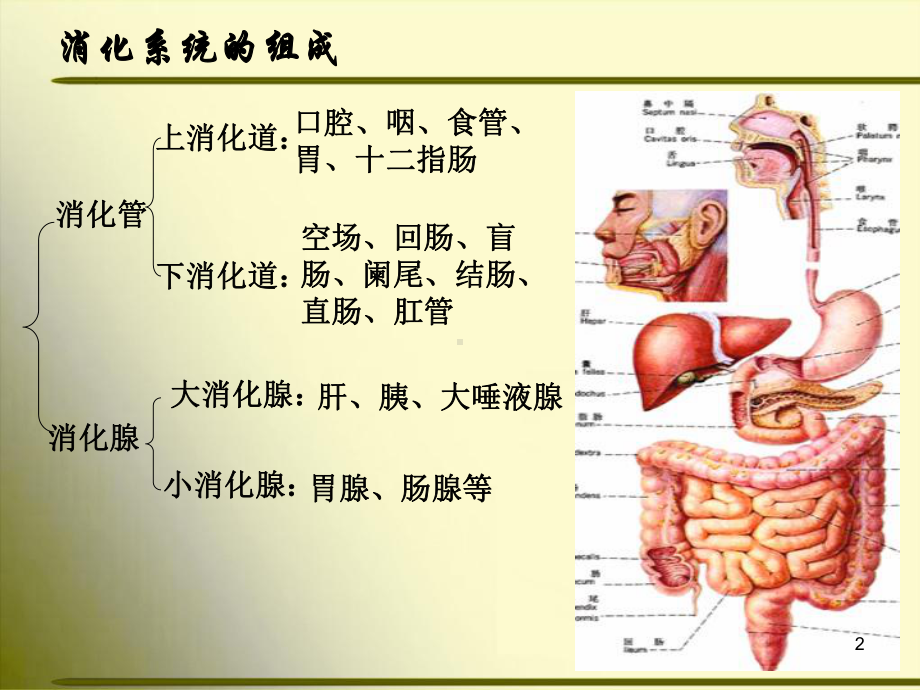 正常人体解剖学-消化系统学习课件.ppt_第2页