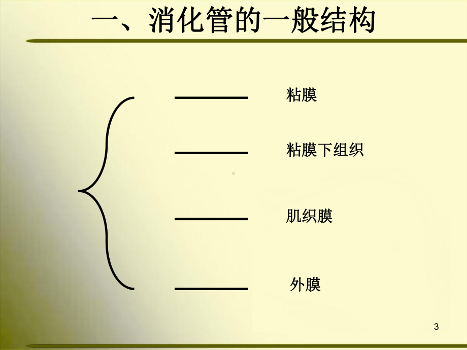 正常人体解剖学-消化系统学习课件.ppt_第3页