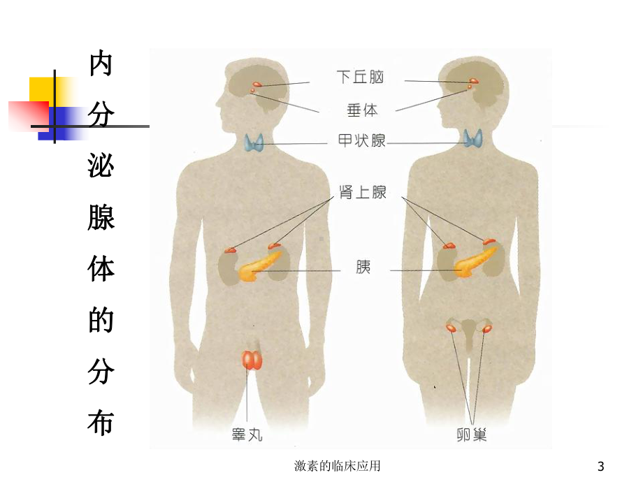 激素的临床应用培训课件.ppt_第3页