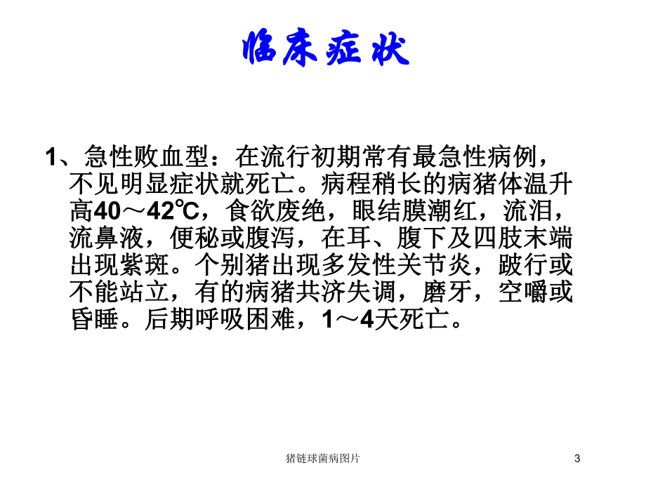 猪链球菌病图片培训课件.ppt_第3页