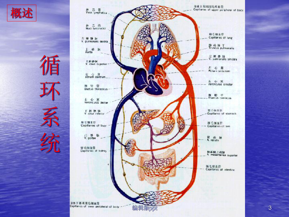 病理生理心力衰竭课件.ppt_第3页