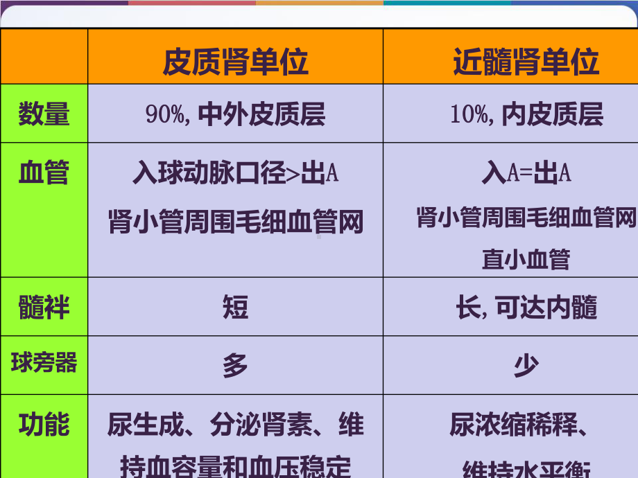 生理学泌尿系统-课件.pptx_第3页