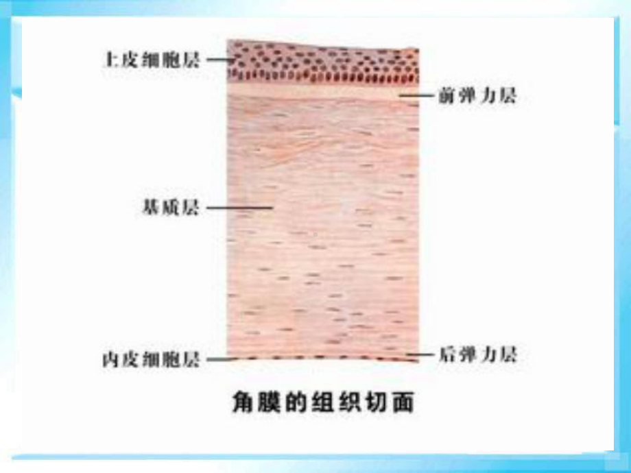 激光共焦角膜显微镜和角膜内皮镜课件.ppt_第3页