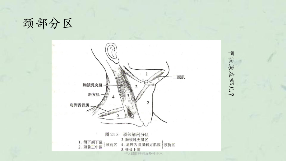 甲状腺的解剖及外科手术课件.ppt_第1页