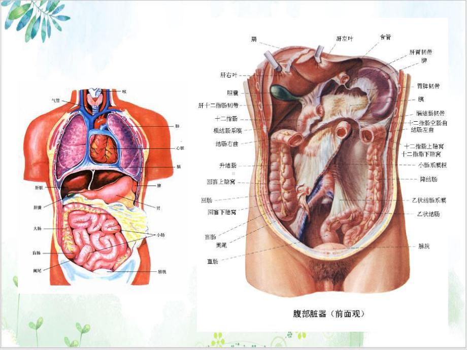 病毒性肝炎的预防和治疗培训课程课件.ppt_第2页