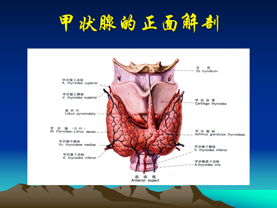 甲状腺解剖生理及临床意义课件.ppt_第3页