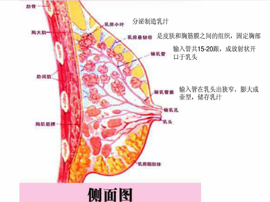 乳腺常见良性疾病防治与保健.ppt_第3页