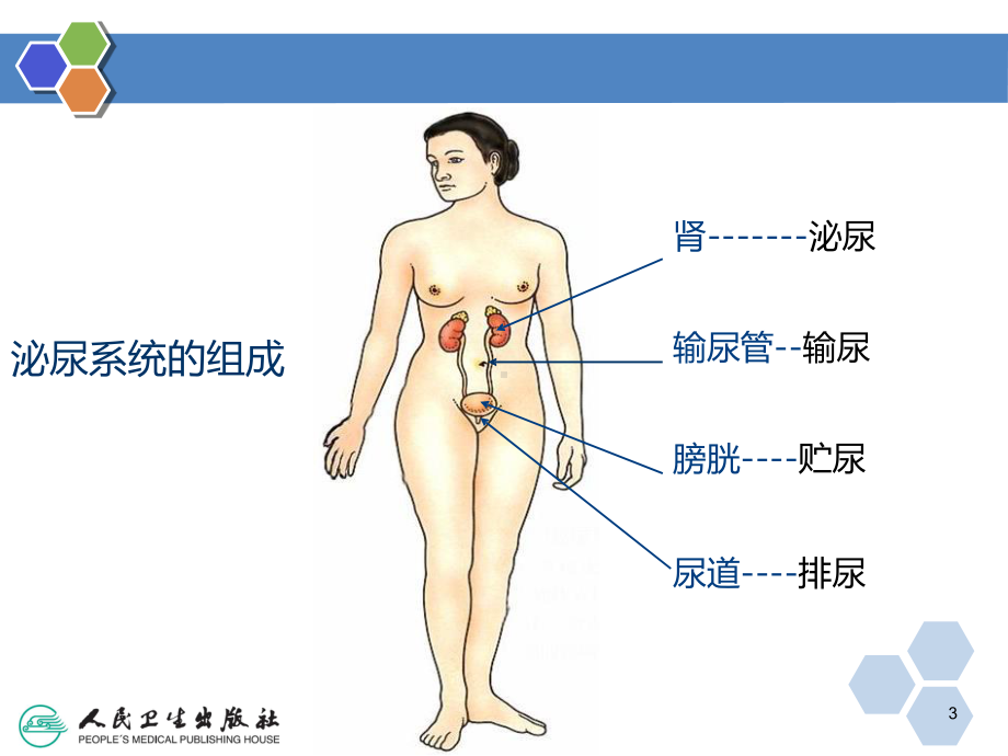 泌尿系统8课件.ppt_第3页