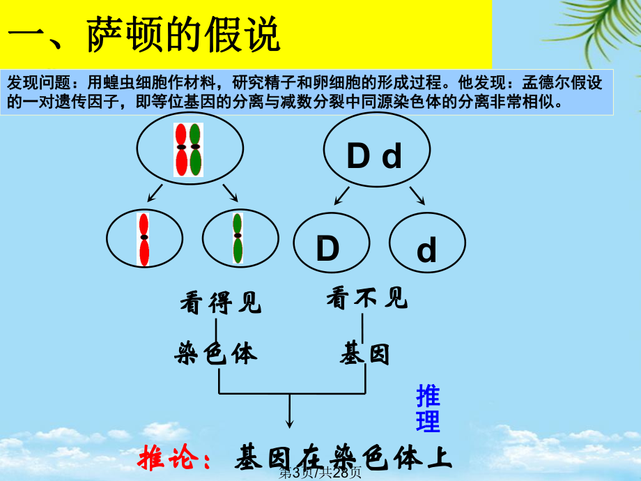 生物：《基因在染色体上》新人教版必修全面版课件.pptx_第3页