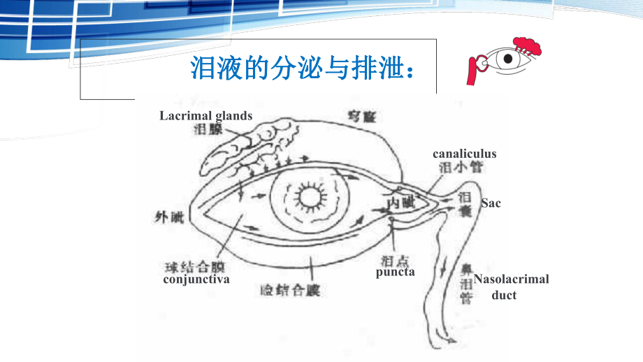 泪器病和眼表疾病课件.ppt_第3页