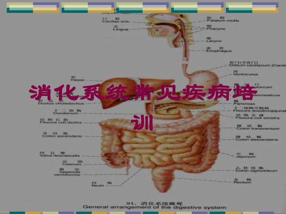 消化系统常见疾病培训培训课件.ppt_第1页