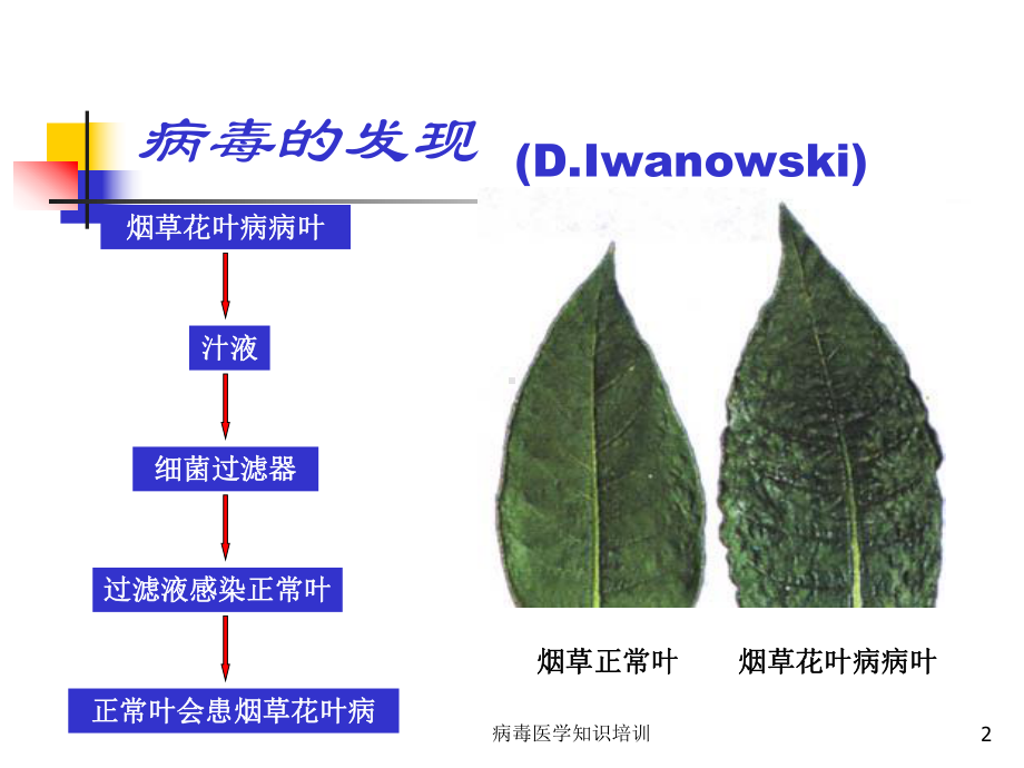 病毒医学知识培训培训课件.ppt_第2页