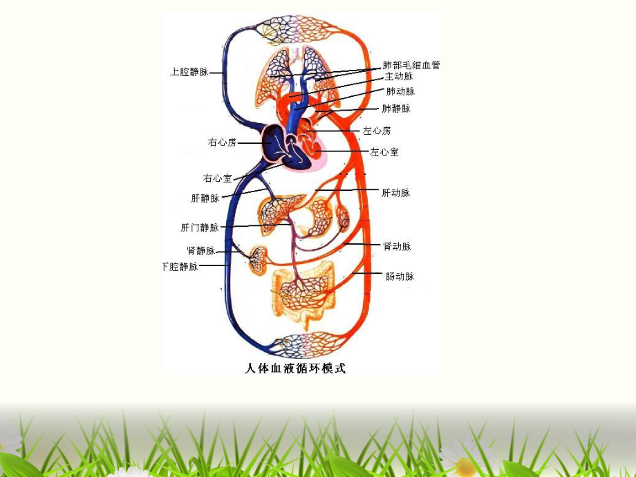 病理基础常见疾病公开课课件.pptx_第2页